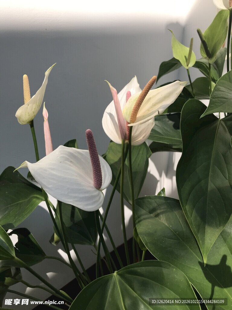 白掌花卉盆栽特写