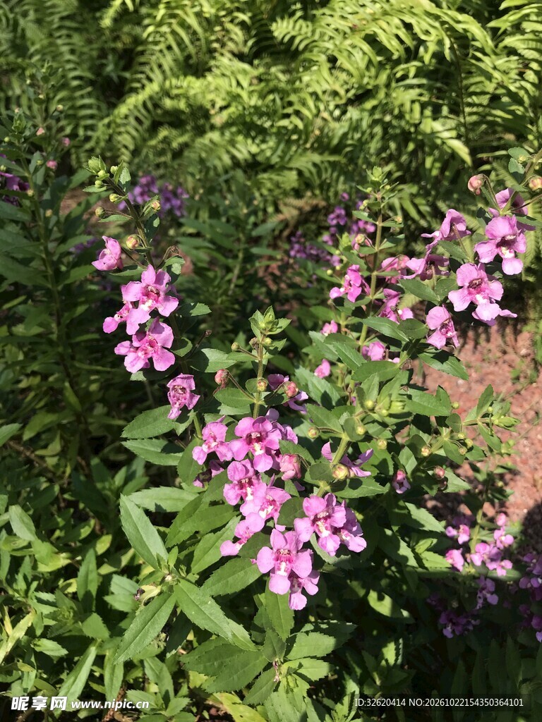 绿植丛中粉色小花