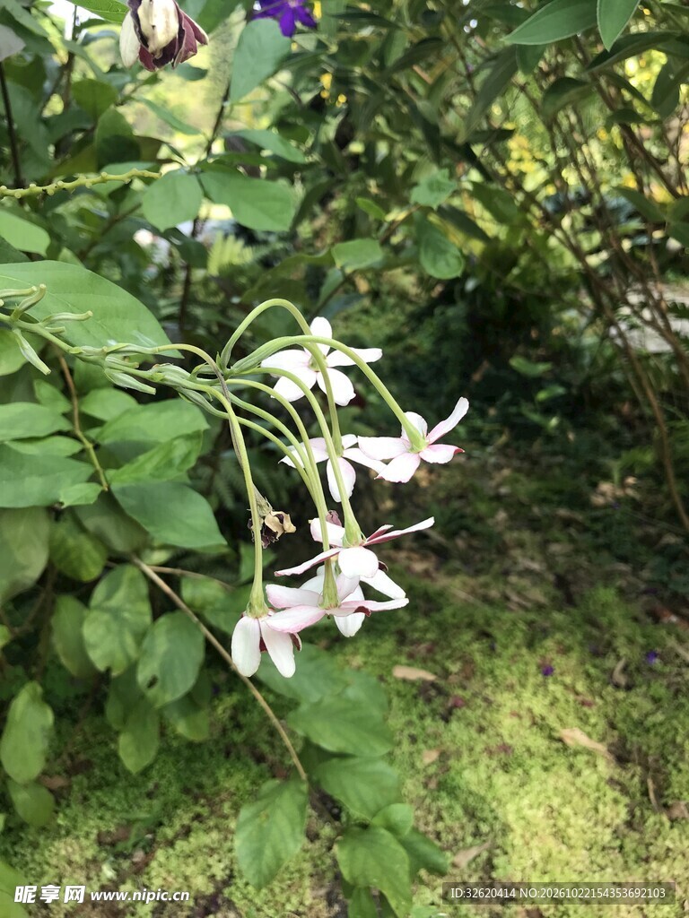 绿植丛中小花