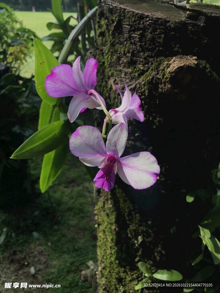 紫兰花