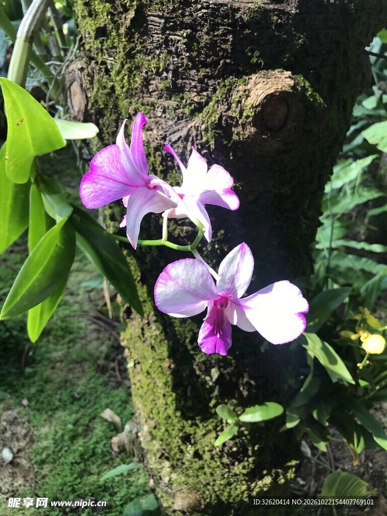 树干上的紫色兰花