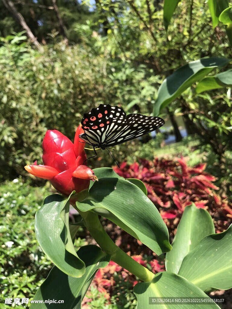 蝴蝶停驻红花枝头