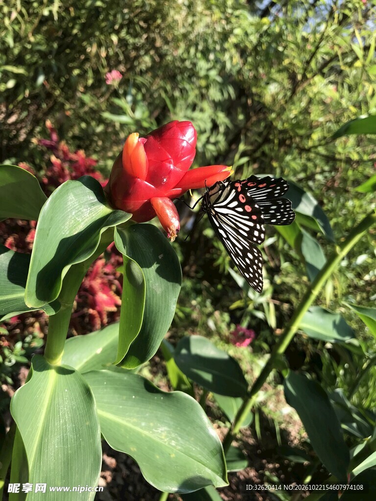 蝶栖红花绿植间