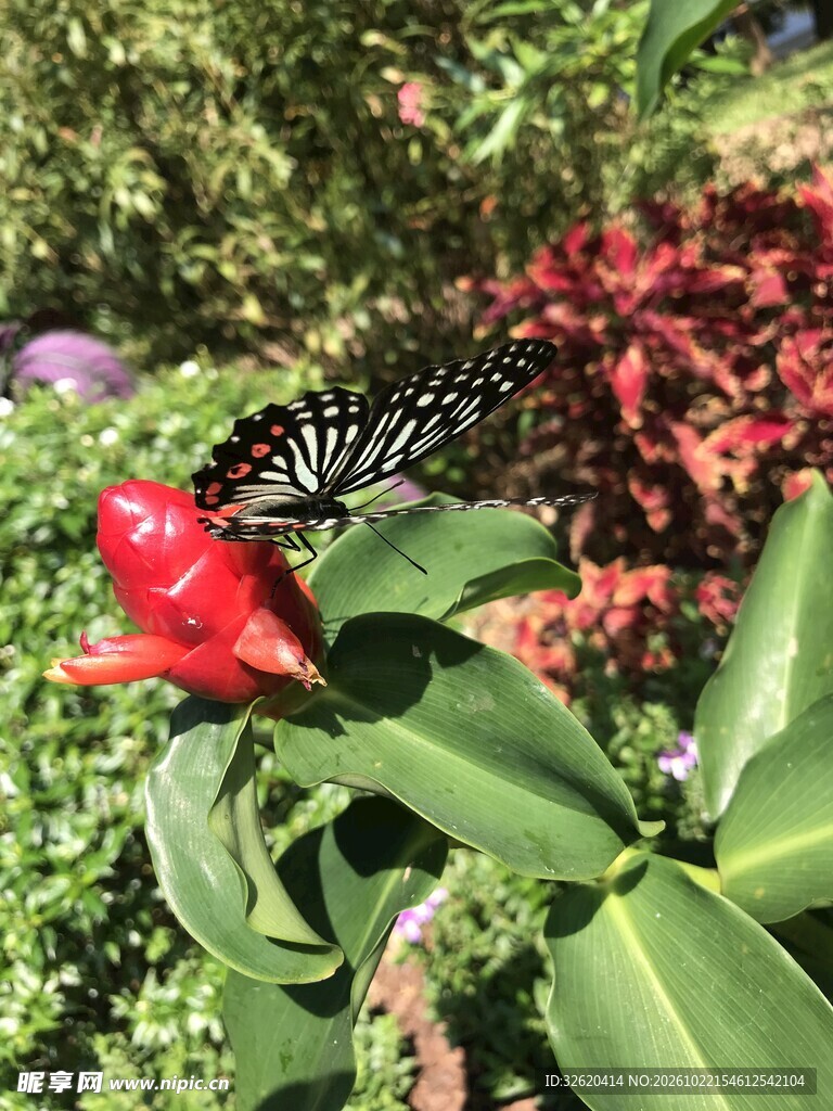蝴蝶停驻红花之上