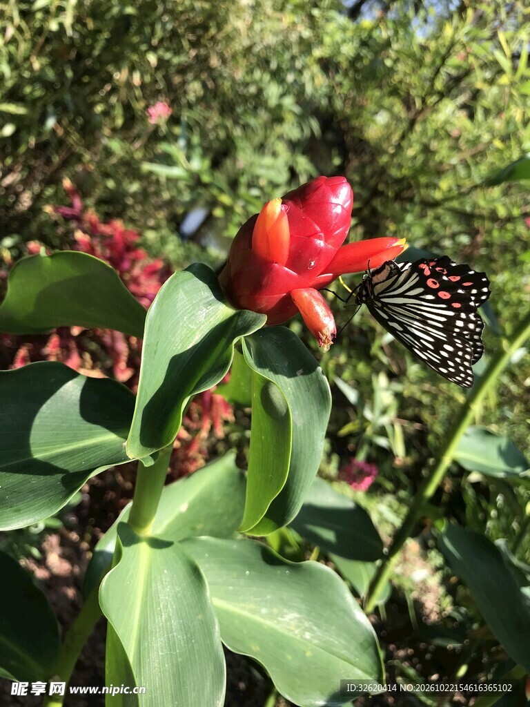 户外红花绿植自然小景