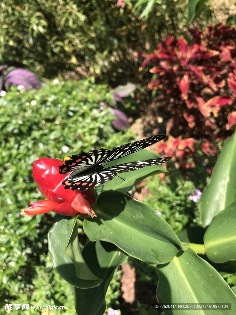 红花上的蝴蝶