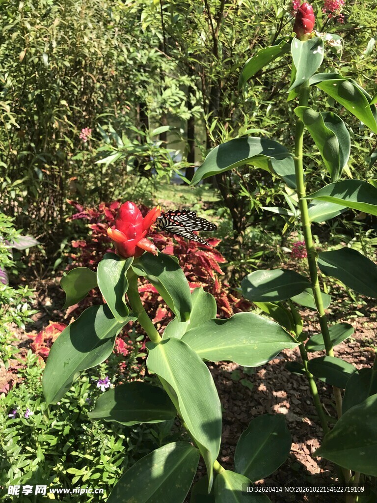 户外红花绿植景观