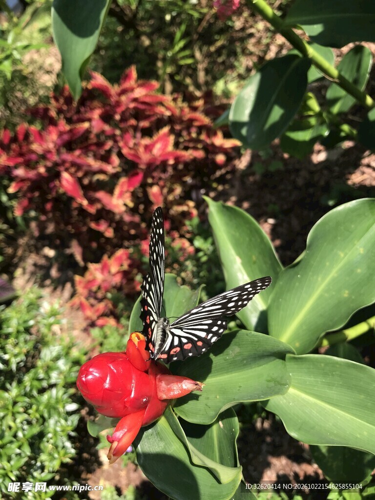 蝴蝶停在红花上