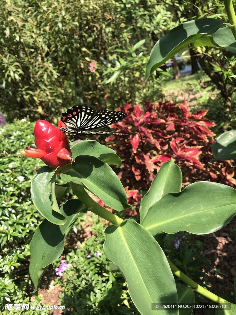 蝴蝶停在红花上