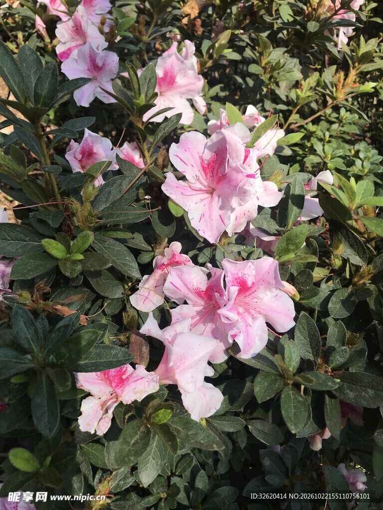 杜鹃花