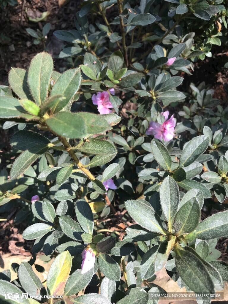 杜鹃花