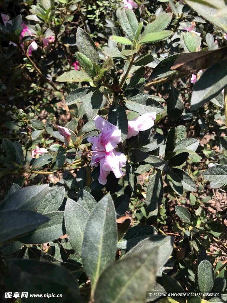 杜鹃花