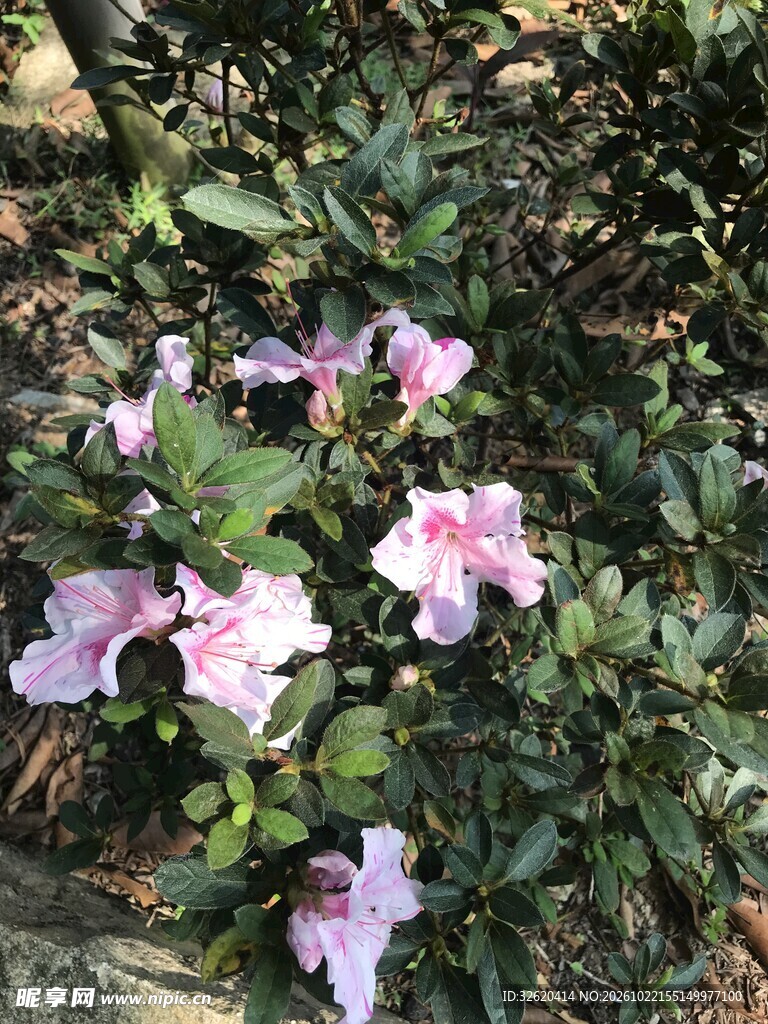 杜鹃花