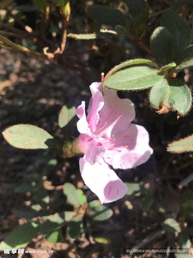 杜鹃花