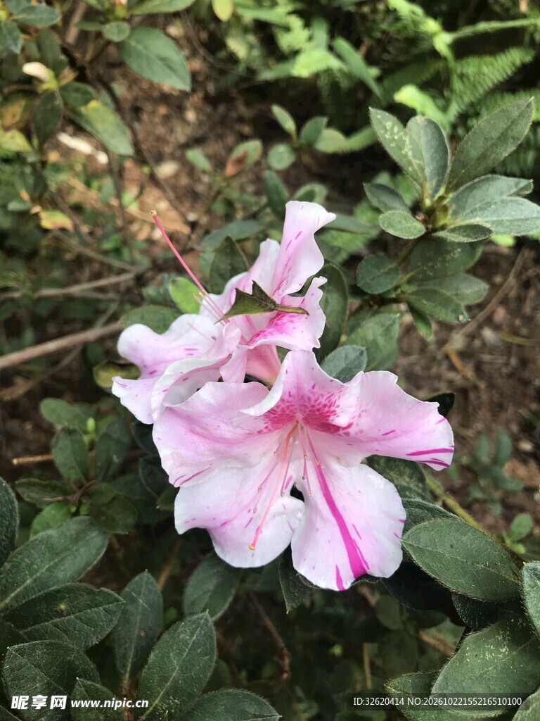 杜鹃花
