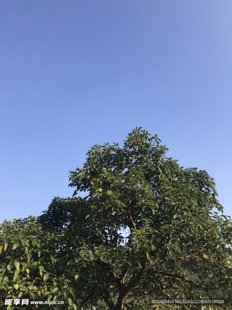 蓝天下的葱郁绿树