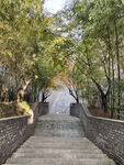 林荫石阶步道