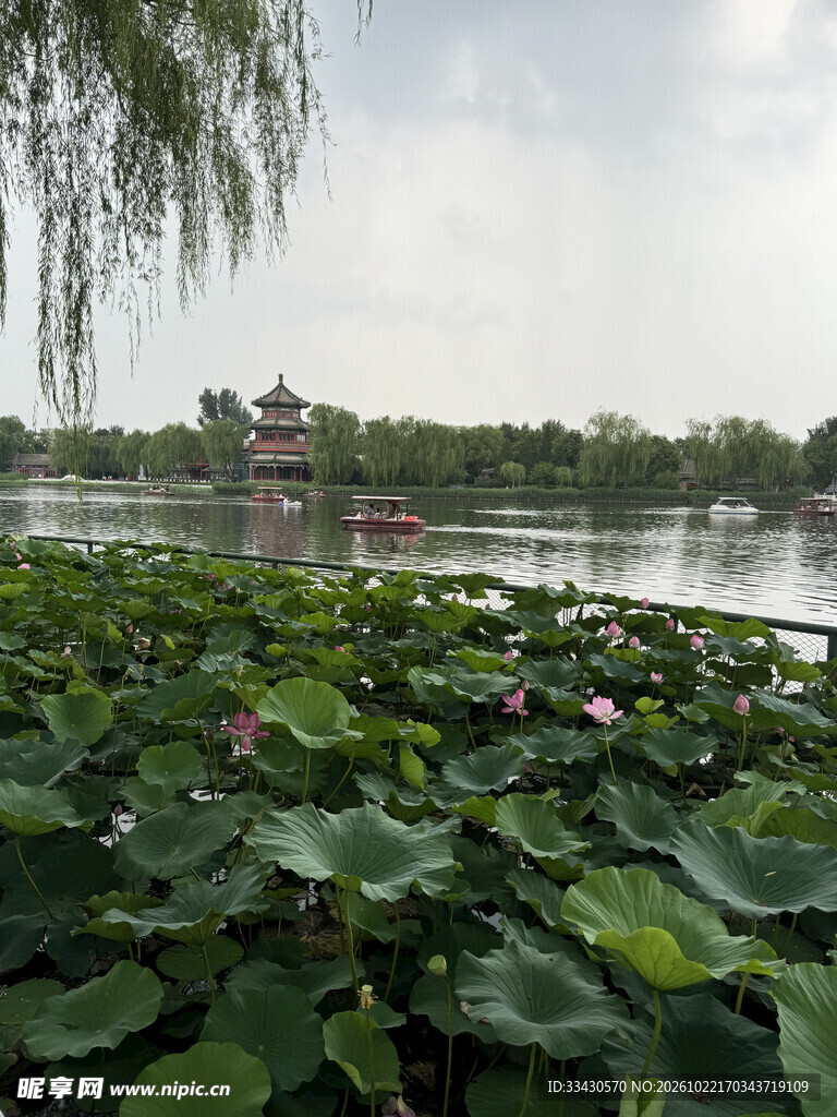 夏日荷塘湖景风光