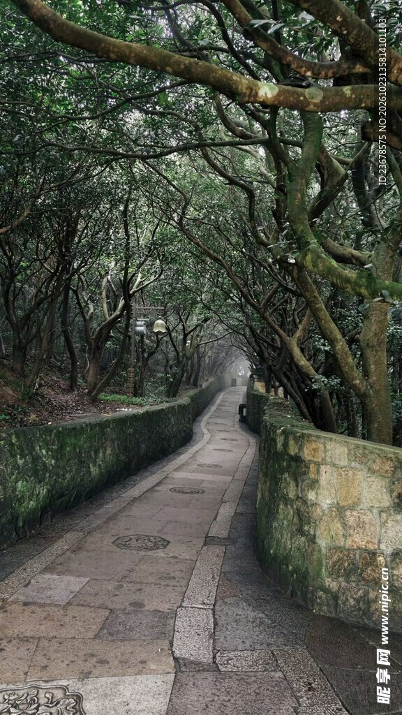 林间清幽步道