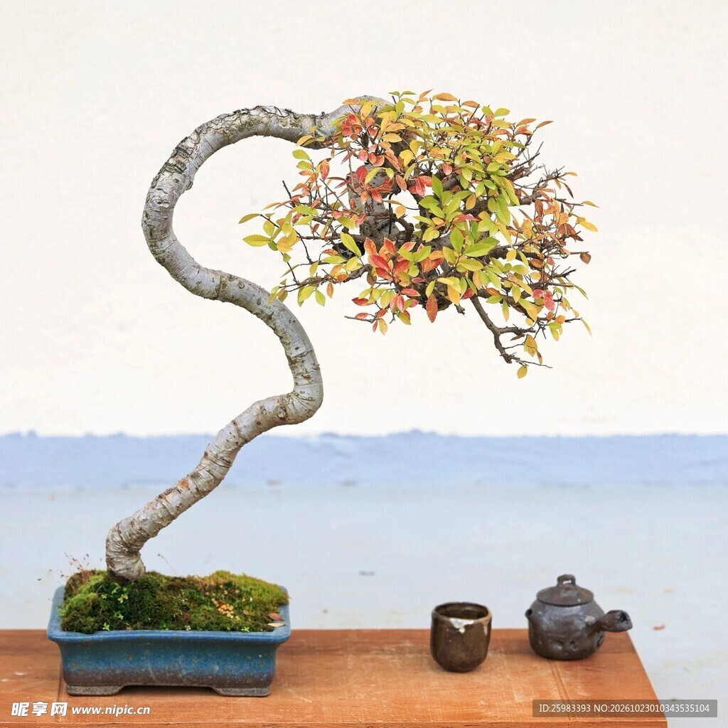 盆景