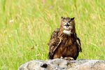 猫头鹰