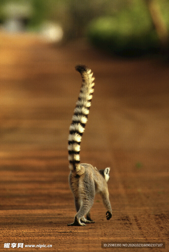 环尾狐猴