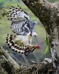 老鹰捕食