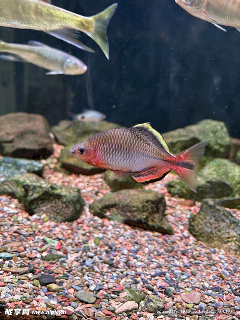 热带鱼