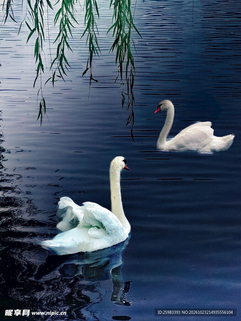 天鹅
