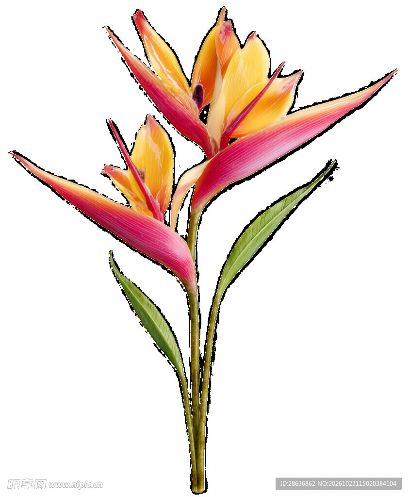 手绘蝎尾蕉花卉植株