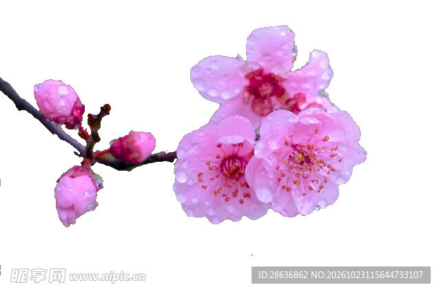 春日粉桃花枝白底素材