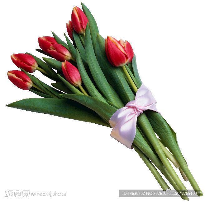 红色郁金香花束