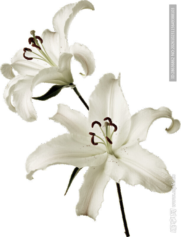 两朵白色百合花