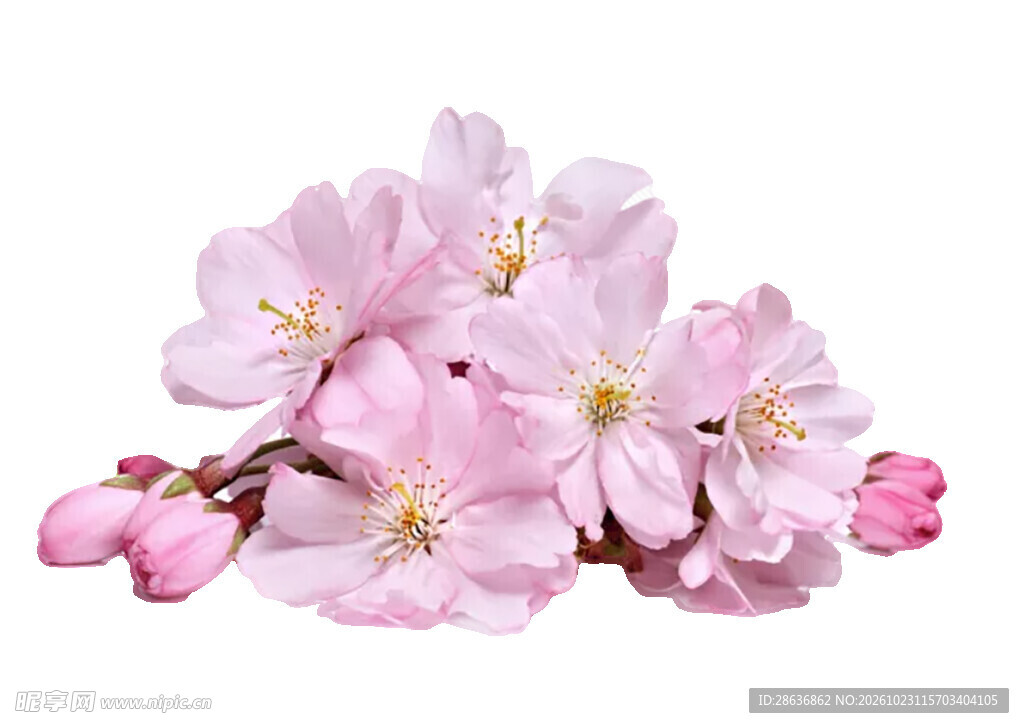 粉色樱花花枝素材