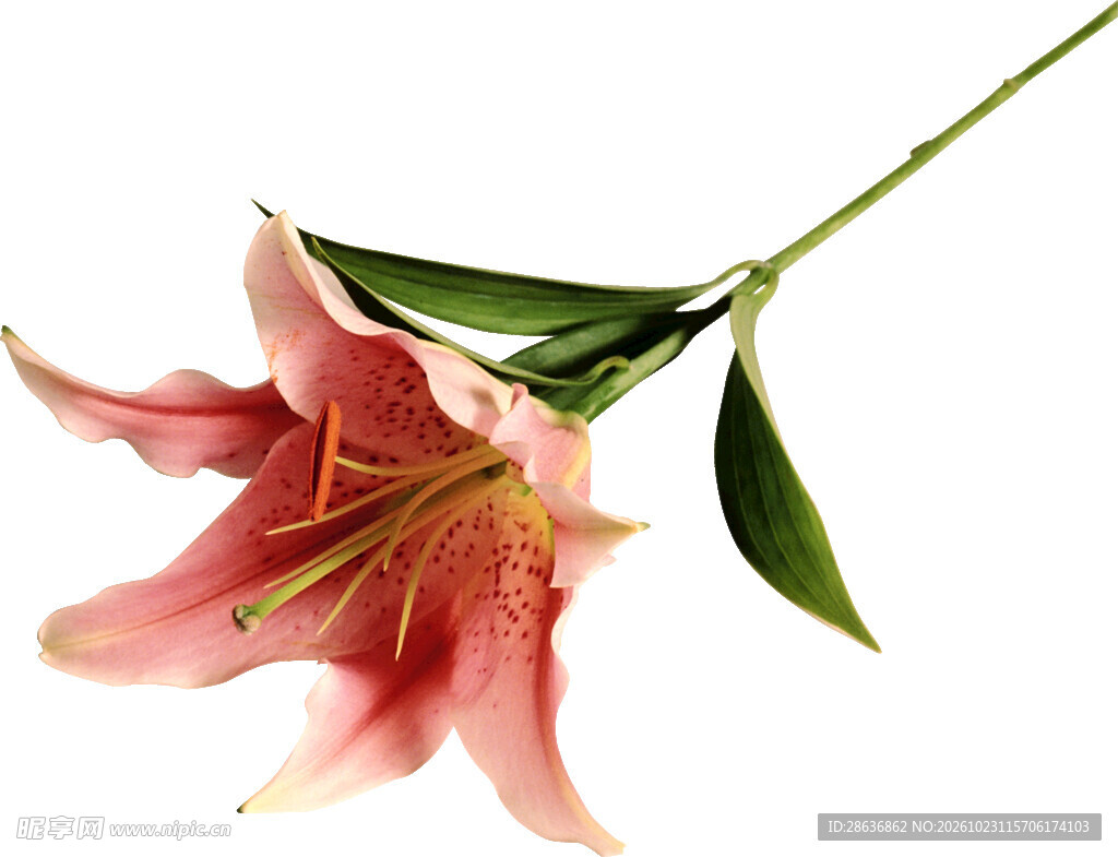 单枝粉色百合花