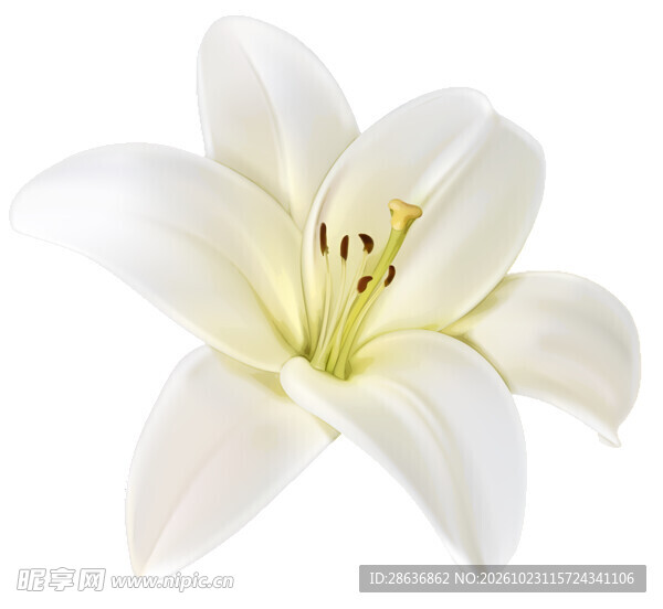 白色百合花特写