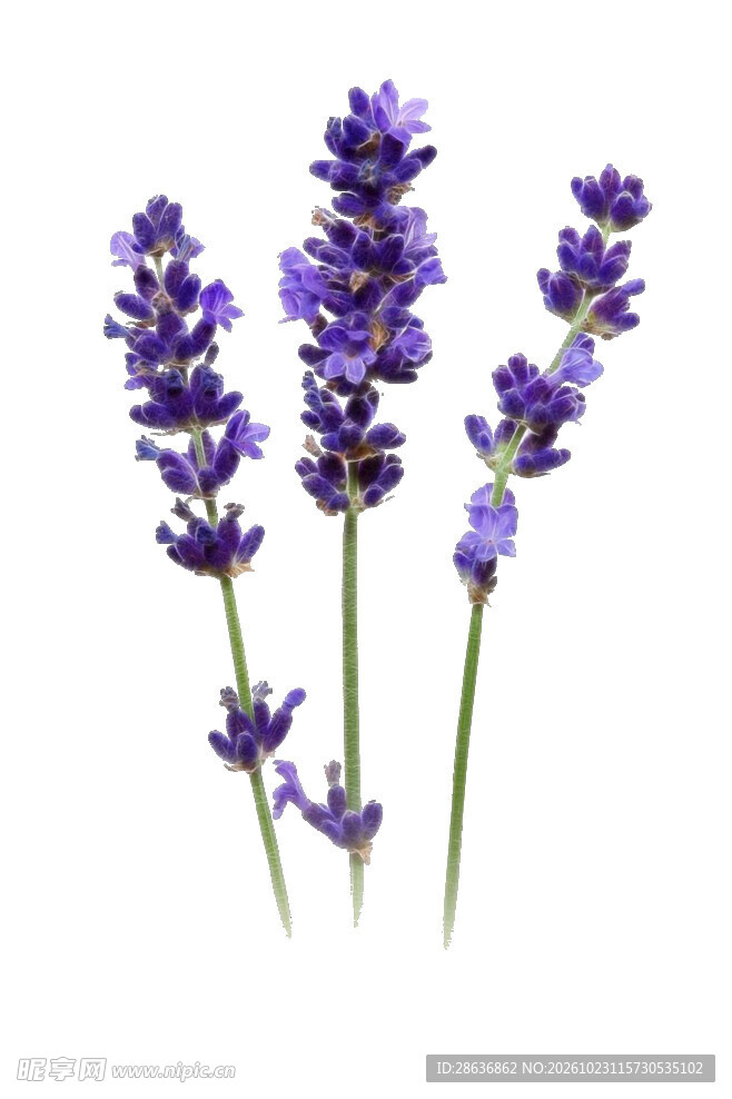 三支薰衣草花枝
