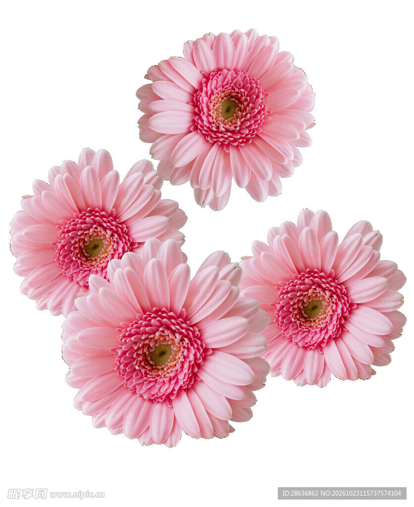 四朵粉色非洲菊