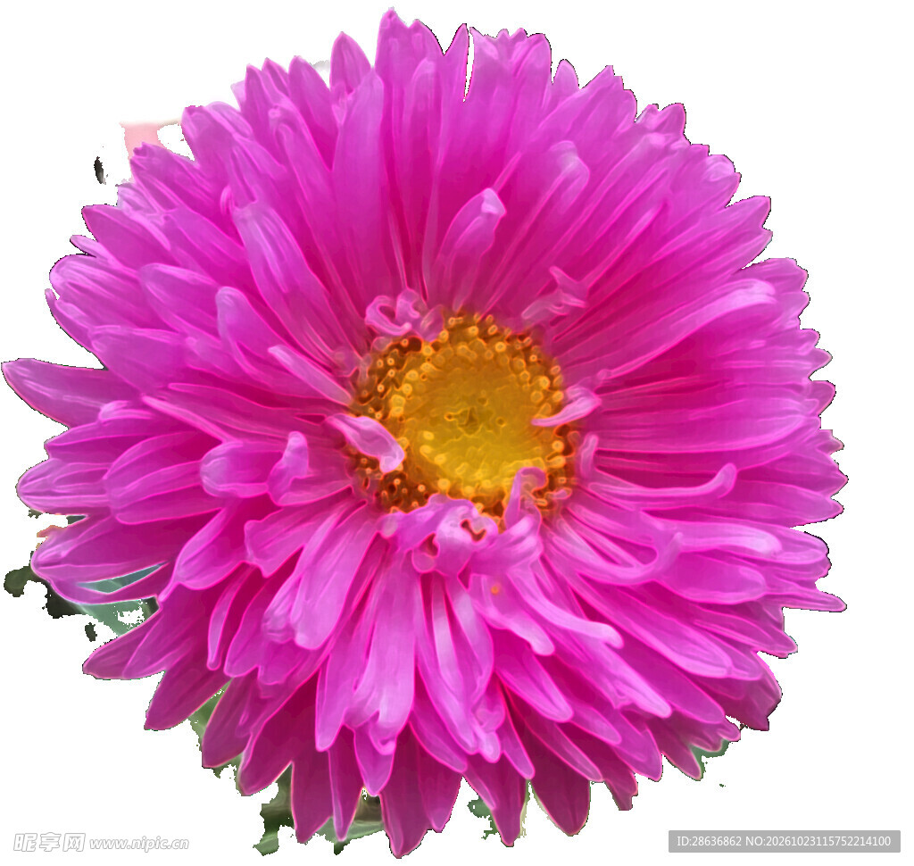 粉紫翠菊花朵特写