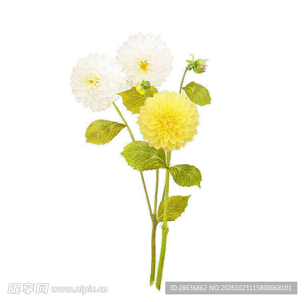 黄白大丽花枝花束