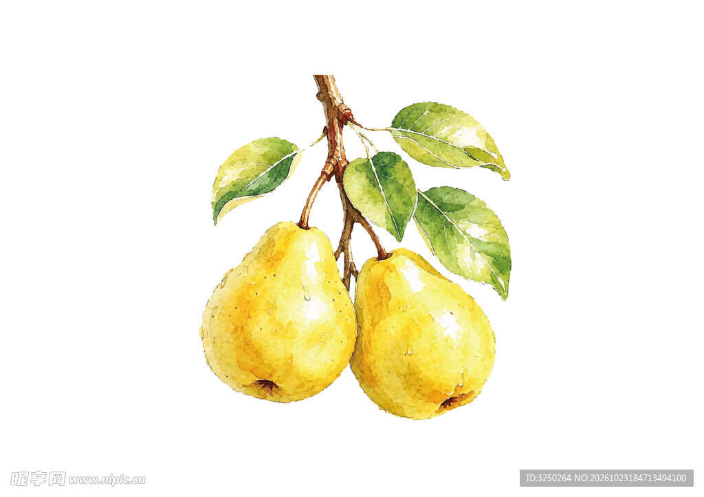 手绘水彩鲜梨插画