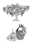 葡萄主题复古线稿插画