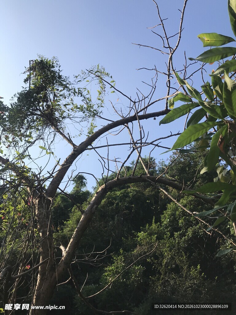 蓝天下的林间枝桠
