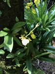 林间野生兰花实拍