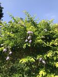 蓝天下的绿植花簇