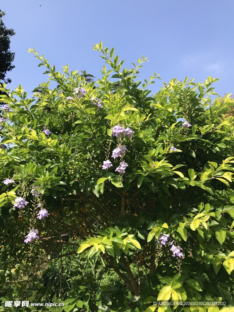 蓝天下的绿植花簇