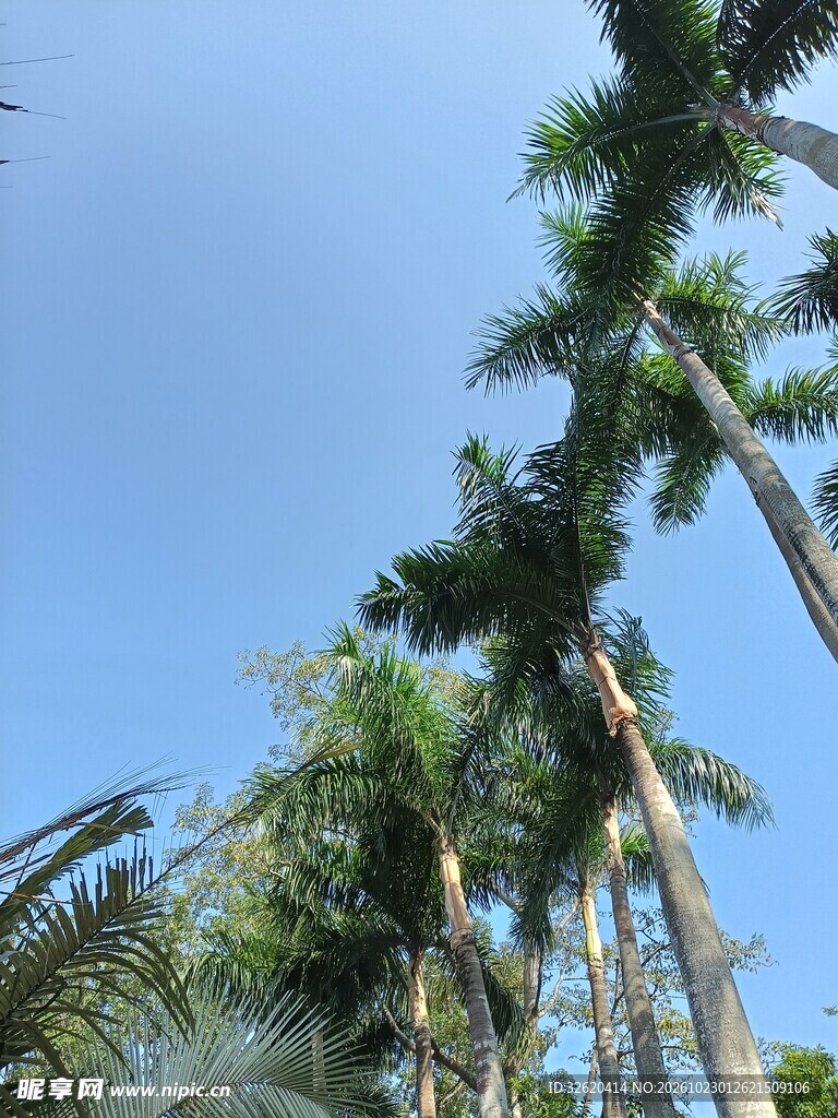 蓝天下的热带棕榈树