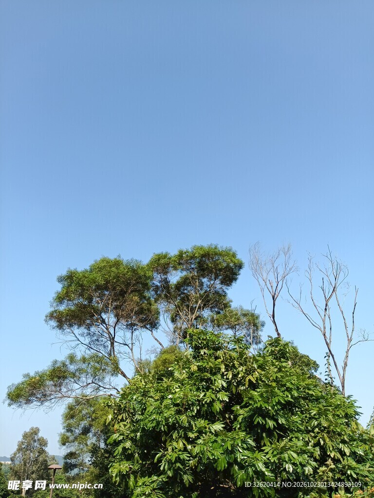 蓝天下的葱郁树木