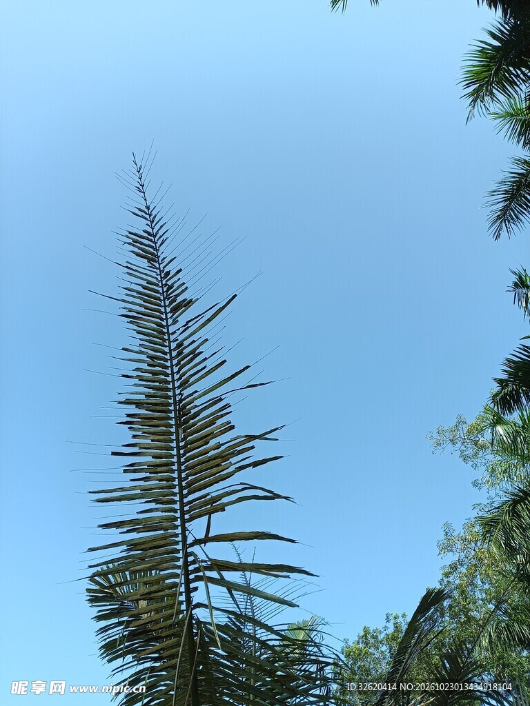 蓝天下的绿植仰拍