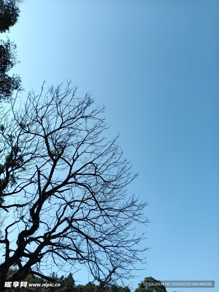 蓝天下的枯树枝剪影